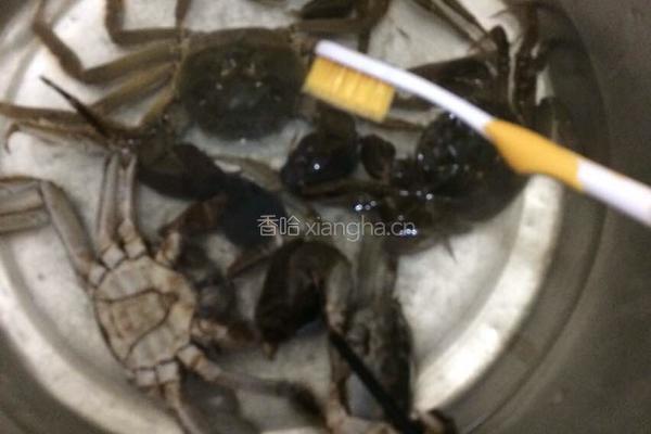 清蒸大闸蟹的做法图解1