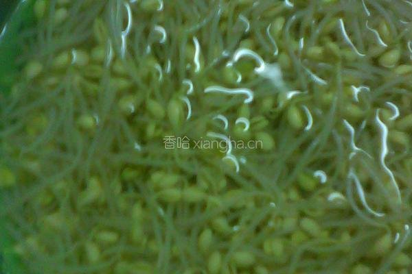 豆芽粉丝的做法图解2
