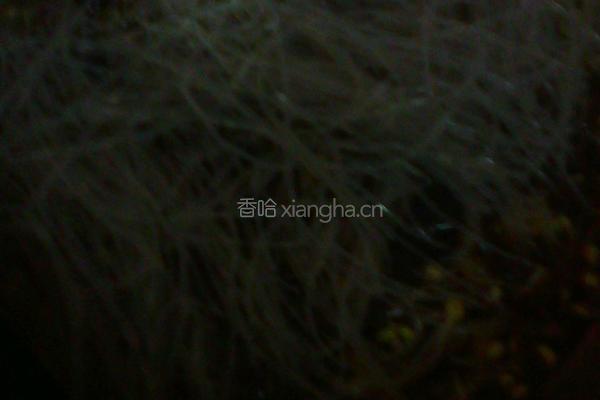 豆芽粉丝的做法图解6