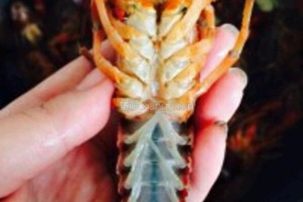 啤酒醉大虾的做法图解1
