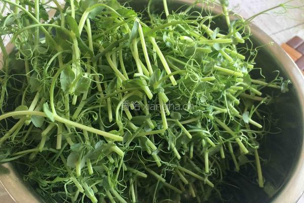 豌豆苗拌干豆腐丝的做法图解1
