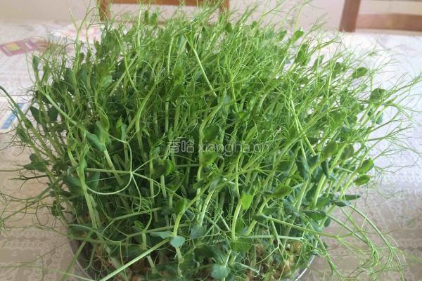豌豆苗拌干豆腐丝的做法图解4