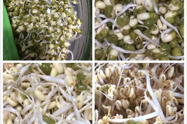 绿豆芽的做法图解5