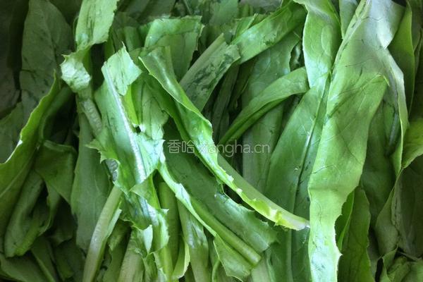 豆豉鲮鱼油麦菜的做法图解1