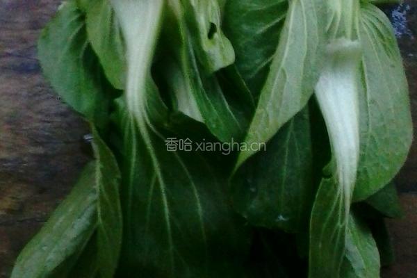 耗油油菜的做法图解2