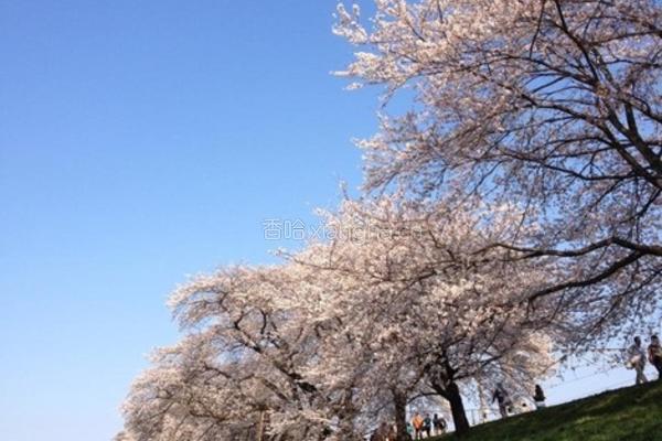樱花满开草莓饼干的做法图解2