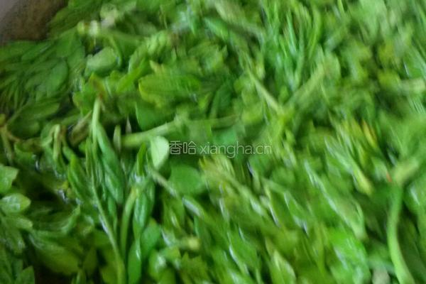 拌花椒芽。的做法图解2