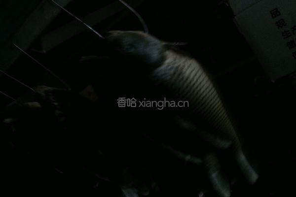 金毛狮子鱼的做法图解1