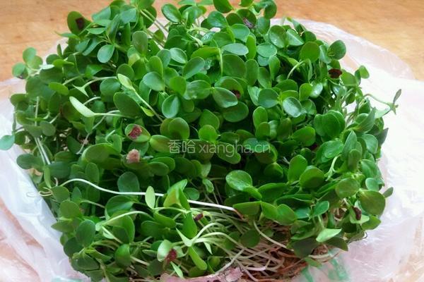 杏仁香椿苗的做法图解1