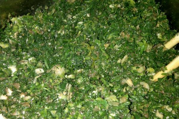 荠菜肉包子的做法图解3