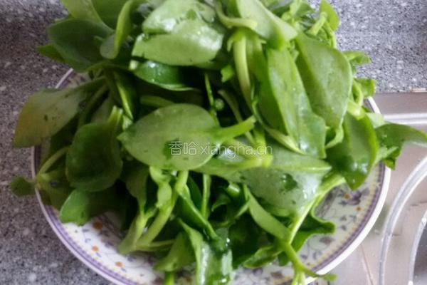 蒜炒穿心莲。的做法图解1
