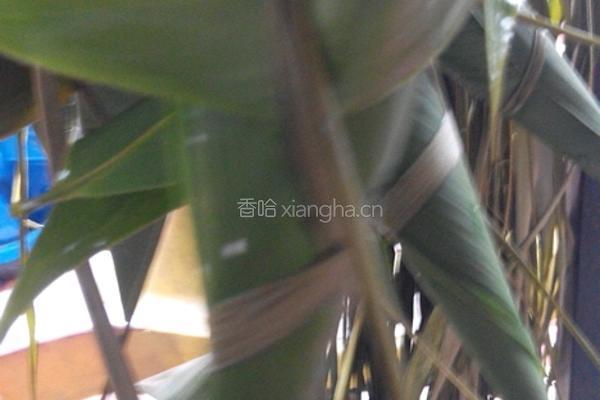 粽子的做法图解9