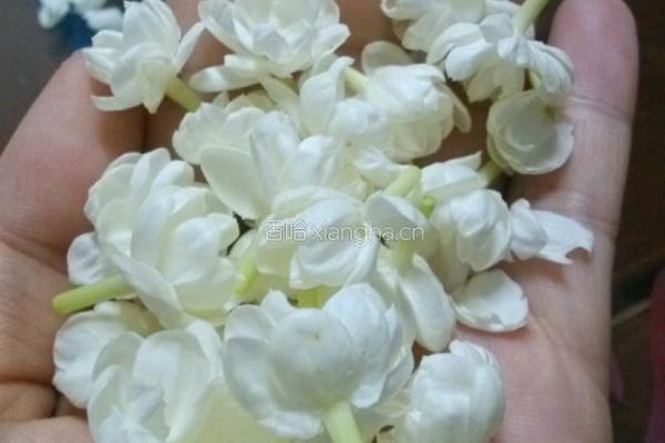 茉莉花茶的做法图解1