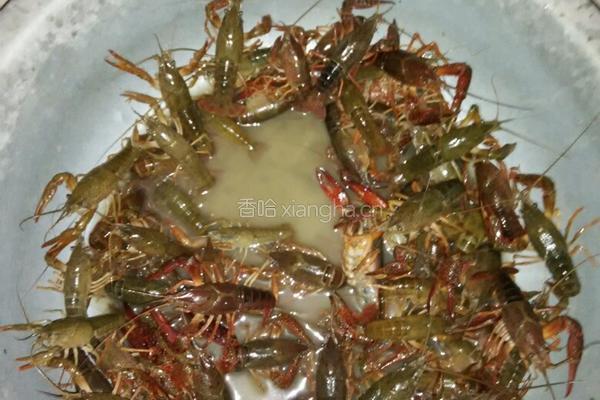 麻辣小龙虾的做法图解1