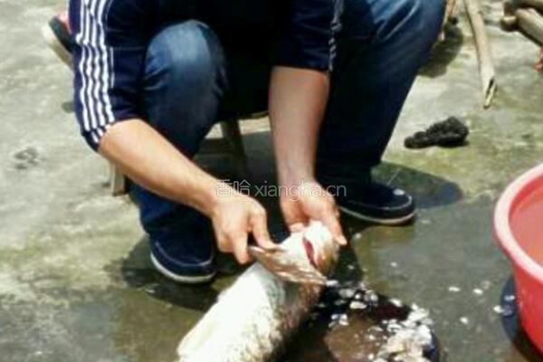 清蒸草鱼（广东又叫鲩鱼）的做法图解1