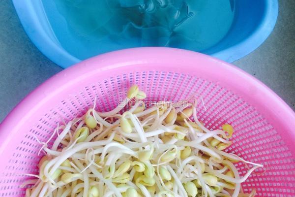 粉皮黄豆芽烧肉的做法图解1