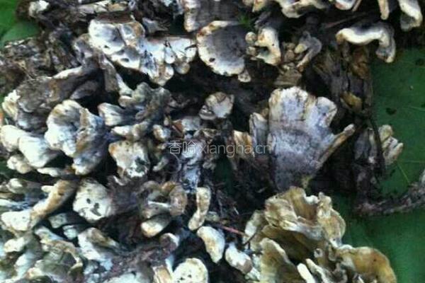 干巴菌的做法图解1