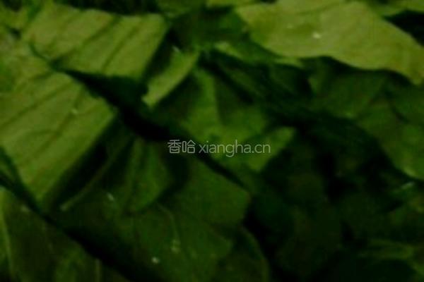 小白菜粉条的做法图解2