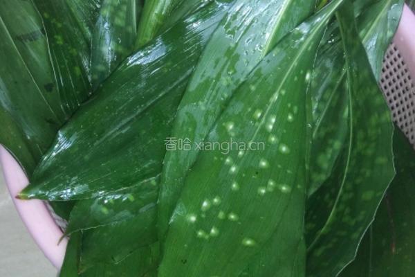 包粽子的做法图解4