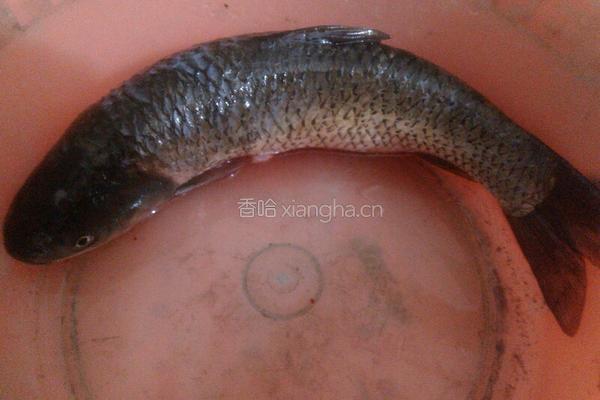 黄豆酱蒸草鱼的做法图解1