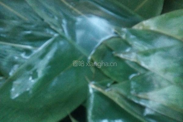豆沙糯米粽的做法图解5