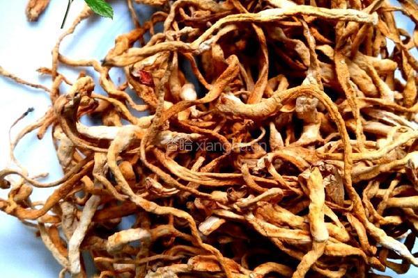 鱼翅花胶虫草鸡肉汤的做法图解3