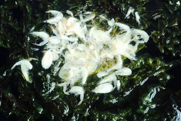 紫菜黄瓜汤的做法图解3