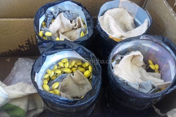 自制黄豆芽（饮料瓶）的做法图解7
