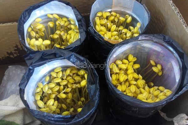 自制黄豆芽（饮料瓶）的做法图解8
