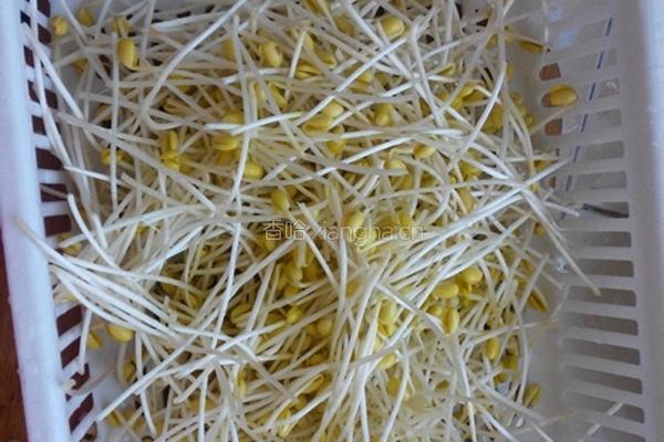 自制黄豆芽（饮料瓶）的做法图解10