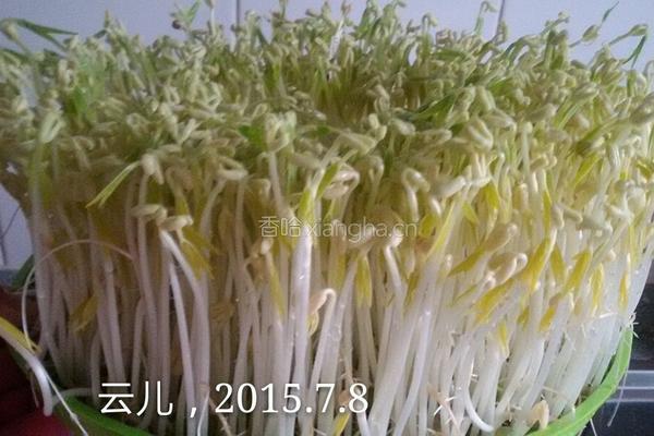 芽苗菜