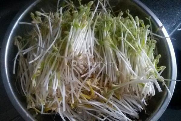 芽苗菜的做法图解9