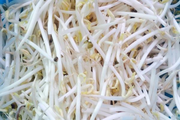 清炒绿豆芽的做法图解1