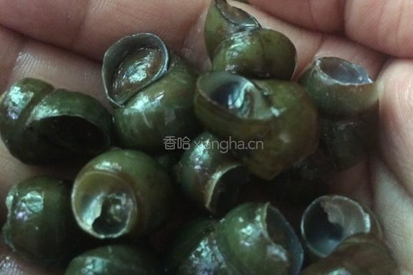 香辣田螺的做法图解2