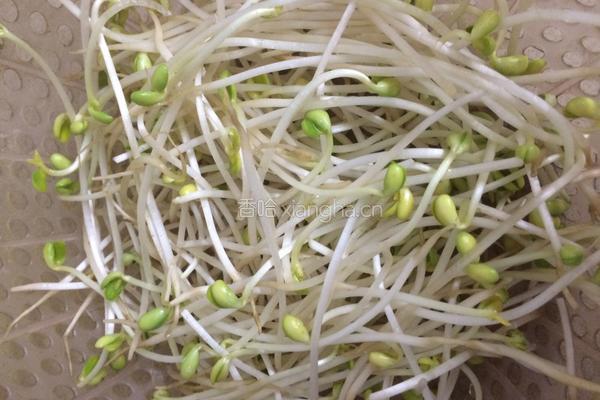 豆芽炒粉条的做法图解2