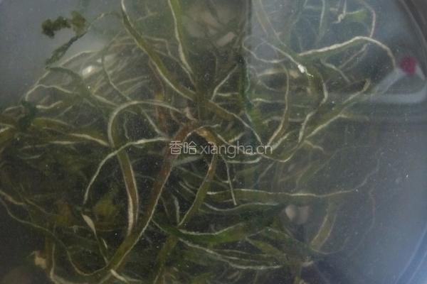 红油蒜泥海带丝的做法图解2