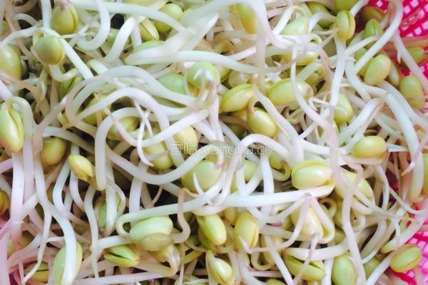干煸黄豆芽的做法图解1