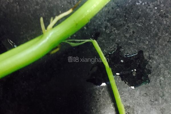 清炒红薯叶的做法图解2