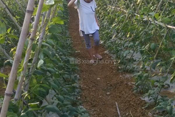 凉拌泡豇豆的做法图解1