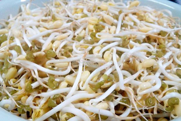 自制豆芽(环保版)的做法图解6