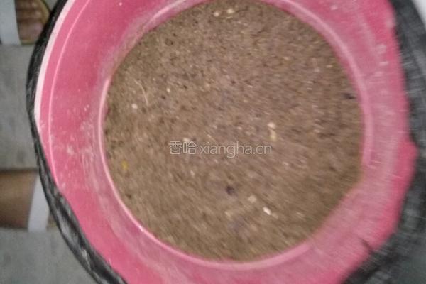 自制绿豆芽（沙培法）的做法图解2