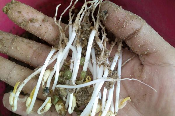 自制绿豆芽（沙培法）的做法图解8