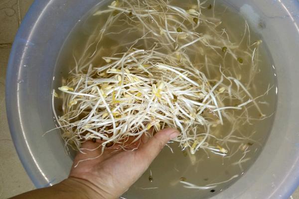 自制绿豆芽（沙培法）的做法图解9