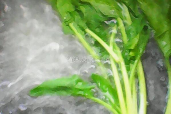 菠菜鸡蛋卷的做法图解2