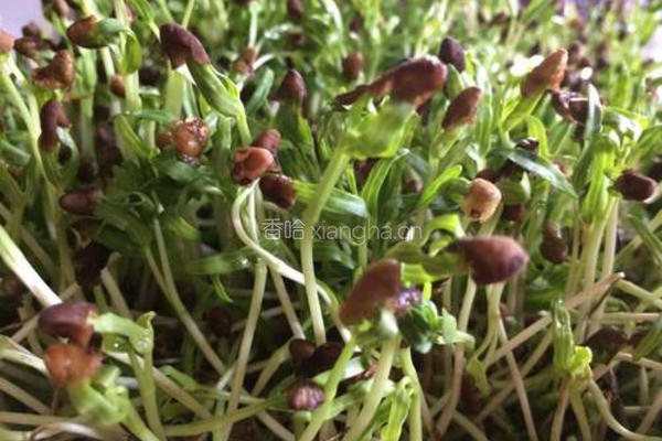 空心菜苗炒腊肠的做法图解1