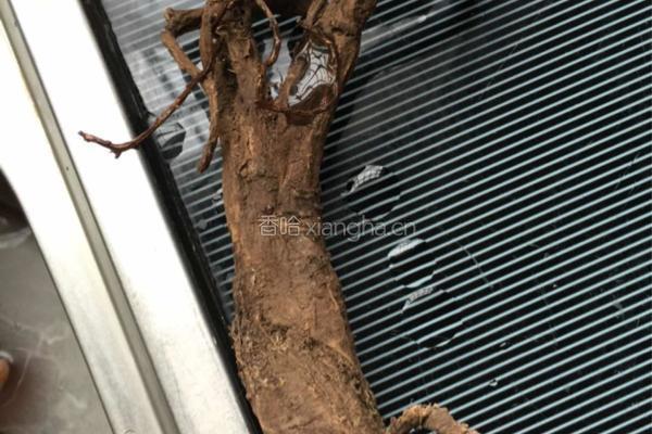 当归炖鸽子的做法图解1