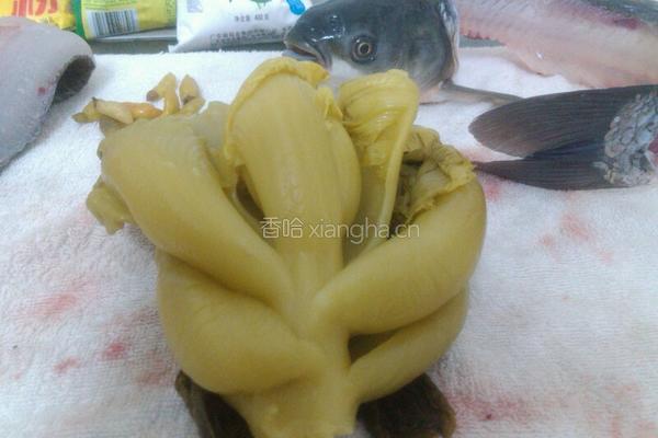 酸菜煮鲩鱼的做法图解3