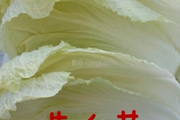韩国泡菜的做法图解1