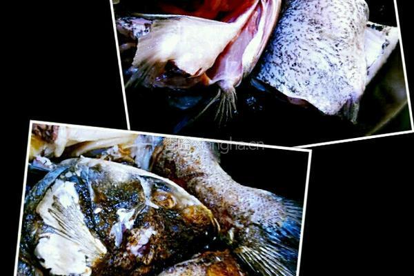花鲢鱼炖豆腐的做法图解2