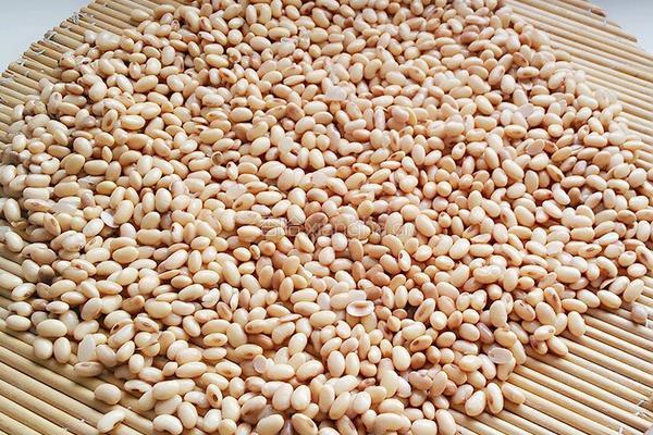 黄豆做酱捂豆篇的做法图解4